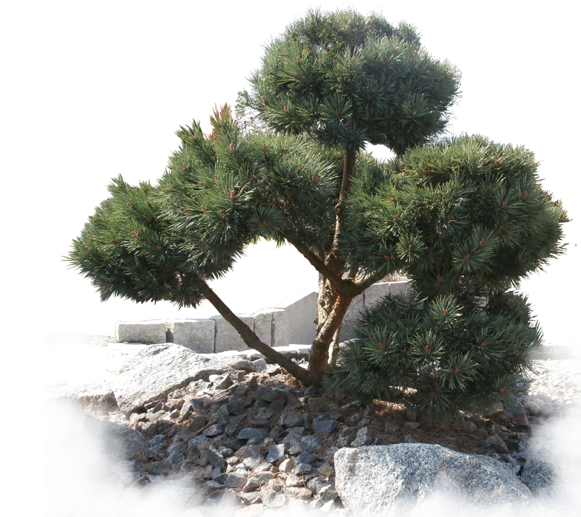 deeg Kiefer-Bonsai Gartenpflanze kaufen