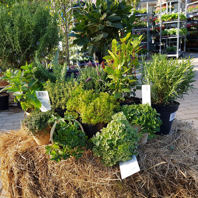 deeg's Pflanzenwelt Gartenpflanzen deeg GaLaBau Hof