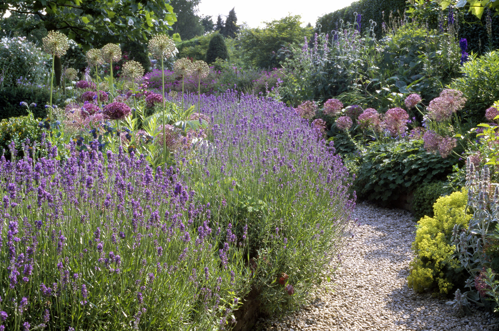 deeg Gartenpflanzen kaufen